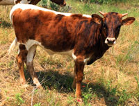 D-H Sienna's 2016 calf