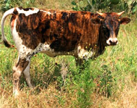 D-H Rita's 2016 calf