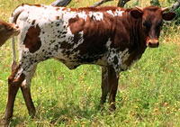 D-H Niobe's 2016 calf