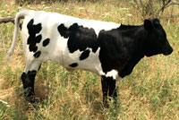 D-H Negra Modelo's 2017 calf