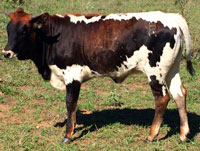 D-H Pinto Springs' 2017 calf
