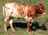 D-H Sunoyi's 2017 calf