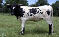 Photo of D-H Barton Springs, registered Texas Longhorn cow