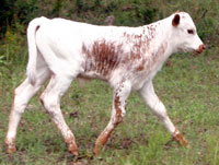 D-H Blizzard's 2010 calf