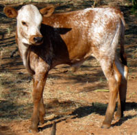 D-H Brocha's 2011 calf