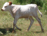 D-H Brocha's 2010 calf
