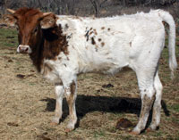 Buffalo Springs' 2013 calf
