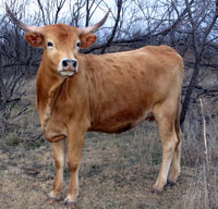 Photo of D-H Bulgolki, a registered Texas Longhorn cow