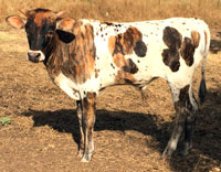 Firefly's 2016 bull calf