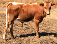 Texas Fireball's 2016 bull calf