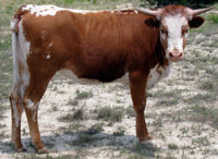 D-H Burnt Orange