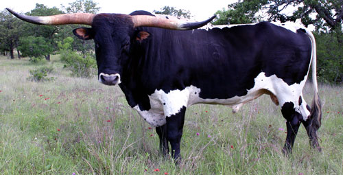 Photo of Crown's Classic Shadow, senior herd sire of the Double Helix Ranch and registered Texas Longhorn bull