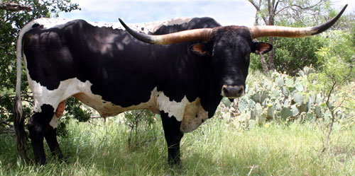 Photo of one of the senior herd sires of Double Helix Ranch: Crown's Classic Shadow