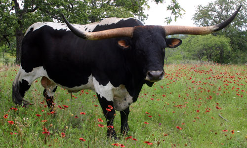Crown's Classic Shadow, one of the herd sires of the Double Helix Ranch