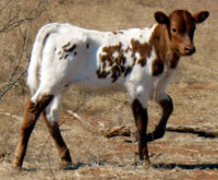 Del Sol calf