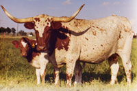 Photo of Doherty 174 as a calf, with her dam Doherty 698