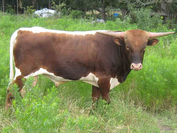 Donnavan
