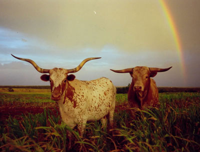 texas longhorns cattle. Texas Longhorn cattle