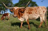 Fast Forward, a registered Texas Longhorn cow