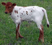 Fire Fly's calf
