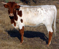 Texas Fireball's Dec 2013 calf