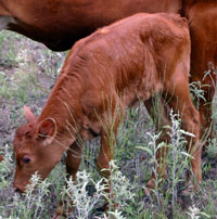 CO Texas Fireball's 2010 calf