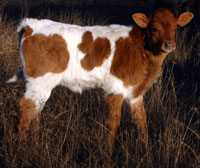 D-H Texas Fireball's 2012 calf