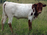 Texas Fireball's 2014 calf
