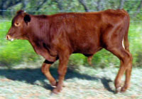 D-H firethorn's 2010 calf