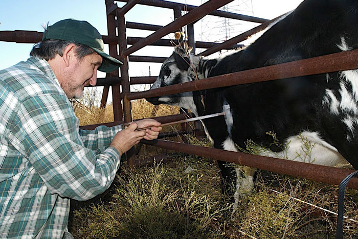 freeze branding cattle