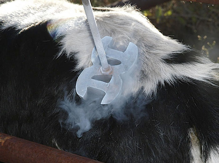 freeze branding cattle