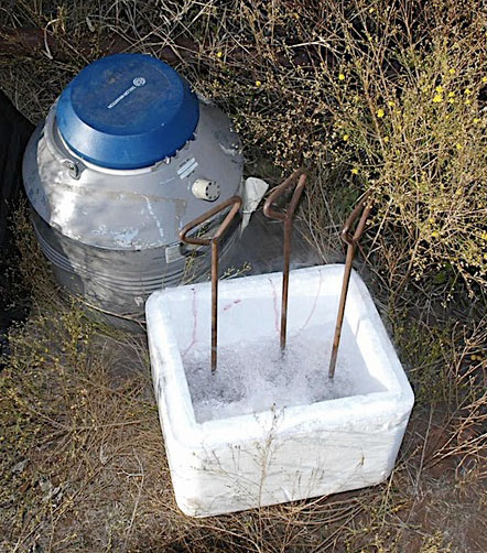 freeze branding cattle