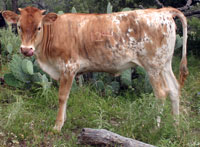 D-H Golden Bear's 2014 calf
