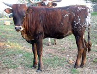 Hanky Panky's 2014 calf