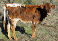 Hanky Panky's 2015 calf