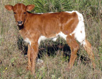 Hanky Panky 2009 calf