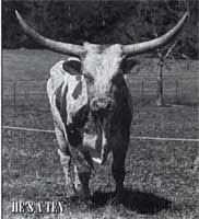 Photo of He's A Ten, famous Butler Texas Longhorn bull