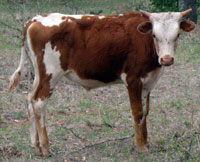 Jackie Lynn's 2010 calf