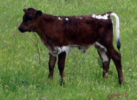 Karankawa's calf