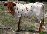 D-H Lampyris