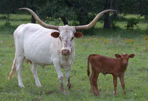 texas longhorn male