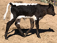D-H Negra Modelo's 2018 calf