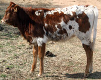 D-H Mountain Shadow's 2013 calf