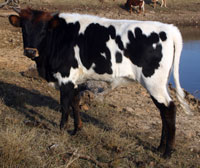 D-H Mountain Shadow's 2014 calf