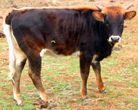 D-H Negra Modelo's 2014 calf