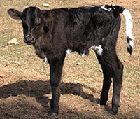D-H Negra Modelo's 2019 calf