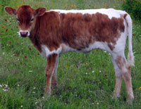 D-H Negra Modelo's 2015 calf