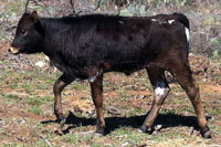 D-H Niobe's 2012 calf