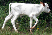 Peach Blossom's 2010 calf