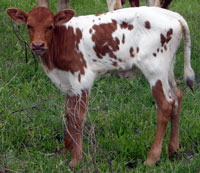 Peach Blossom's calf